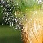 クインシーメロン47日目・実が膨らんできました