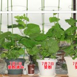 クインシーメロン49日目・2株とも雌花が咲きました