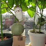 クインシーメロン87日目・甘い香りがしてきました