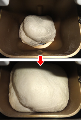 ササニシキ米食パンのこね直後と焼き直前の発酵状態。