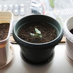 クインシーメロン17日目・植え付けました