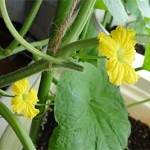 クインシーメロン40日目・雄花が咲きました