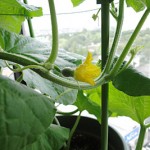クインシーメロン44日目・雌花が咲きました