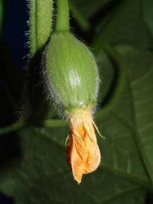 クインシーメロンの雌花。開花から3日目