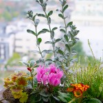 寄せ植え2度目の挑戦