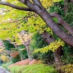 近くの公園の紅葉