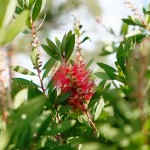 ブラシノキの花
