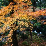 北の丸公園の紅葉