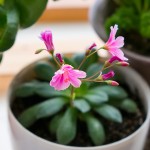 華さんご