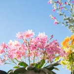 もしかしたら春かも...。華さんご花盛り