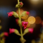 夜のフェアリーピンク