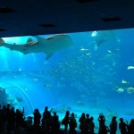美ら海水族館へ
