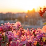 華さんごと夕陽
