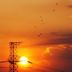 夕陽と鳥さん