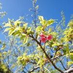 八重岳の桜