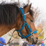 ポニーランドのお馬さん