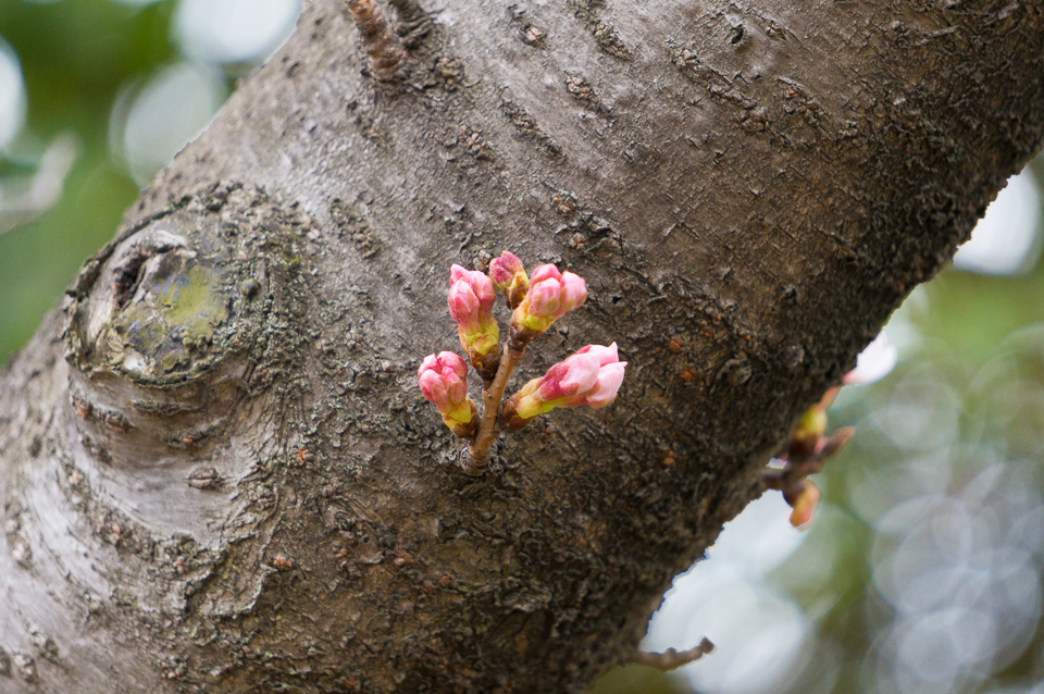 桜の幹のつぼみ