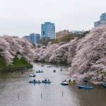 千鳥ヶ淵の桜とボートのラッシュ