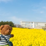 ようこそ！葛西臨海公園の菜の花畑へ！