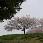 曇天の桜の丘を晴天に