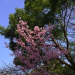 靖国神社の桜