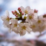 今日の近所の開花状況