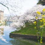 春の色