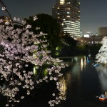 お堀の夜桜