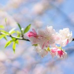 二色の桜