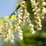 はじめての向島百花園