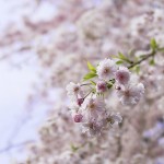 北の丸公園の桜