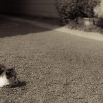 柳森神社のひなたぼっこ猫さん