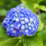 GRとRX1の比較写真