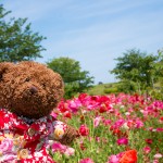 大好きなポピーが満開！