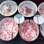 露天の金魚売り