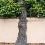 巣鴨から王子へ徒歩散策、そして都電で大塚へ