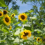 夏休みが待ちきれない！ひまわり