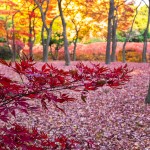 北の丸公園の紅葉