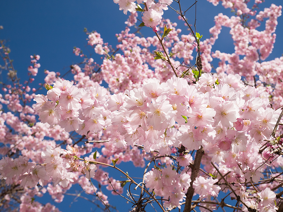グラーツの満開の桜。