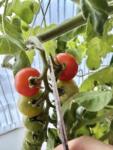 室内栽培ミニトマト初収穫！